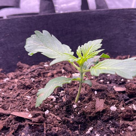 Unknown strain growlog timeline photo