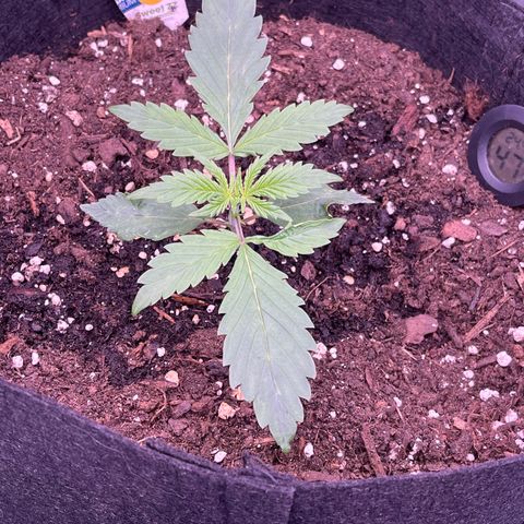 Unknown strain growlog timeline photo