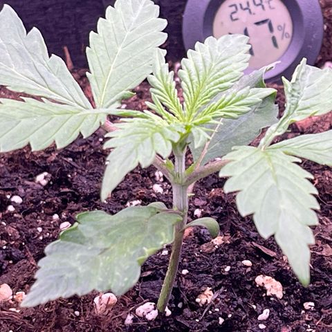 Unknown strain growlog timeline photo