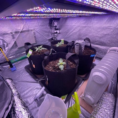 Unknown strain growlog timeline photo