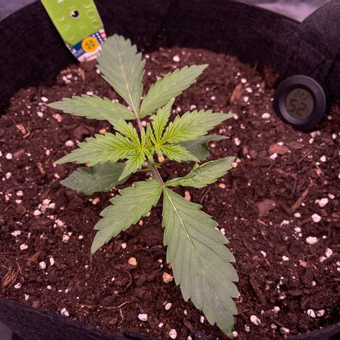 Unknown strain growlog timeline photo