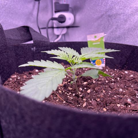 Unknown strain growlog timeline photo