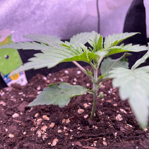 Unknown strain growlog timeline photo
