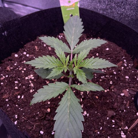 Unknown strain growlog timeline photo