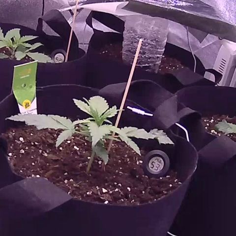 Unknown strain growlog timeline photo
