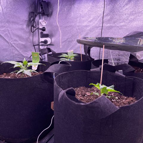 Unknown strain growlog timeline photo