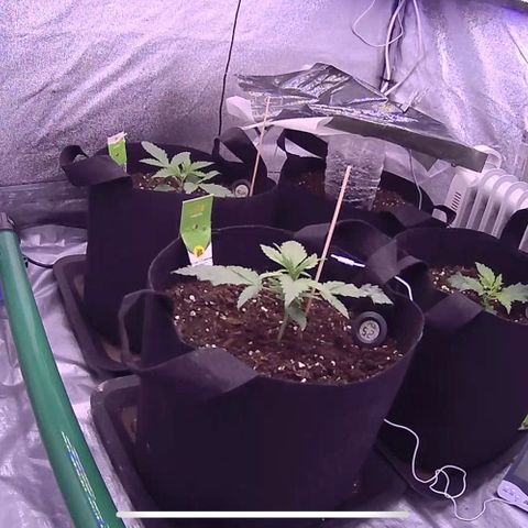 Unknown strain growlog timeline photo