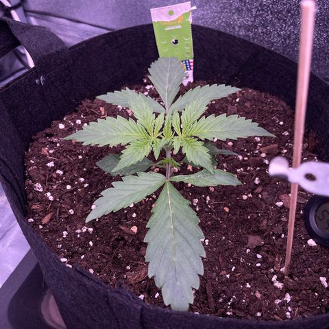 Unknown strain growlog timeline photo