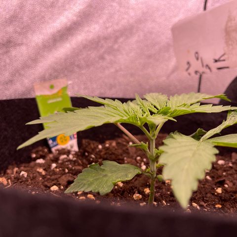 Unknown strain growlog timeline photo