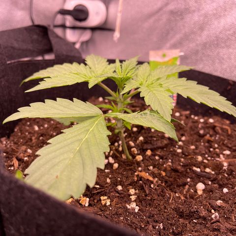 Unknown strain growlog timeline photo