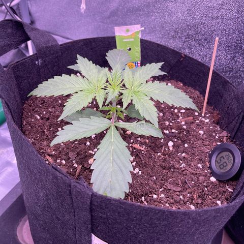 Unknown strain growlog timeline photo