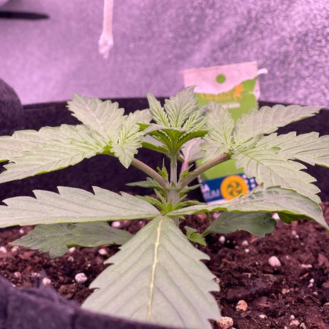 Unknown strain growlog timeline photo