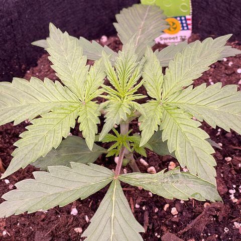 Unknown strain growlog timeline photo