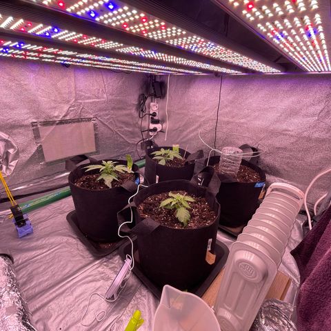 Unknown strain growlog timeline photo