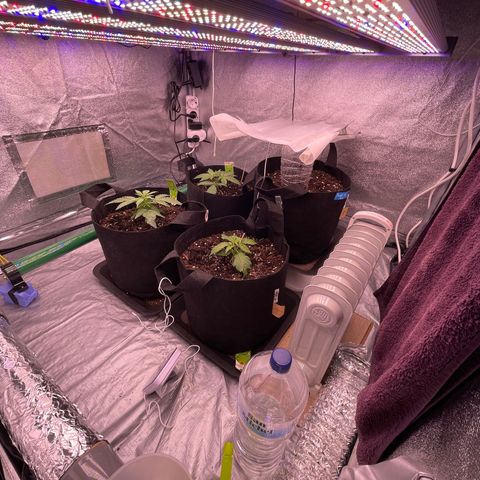 Unknown strain growlog timeline photo