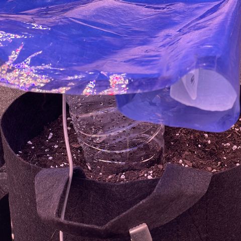 Unknown strain growlog timeline photo