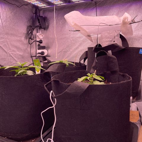 Unknown strain growlog timeline photo