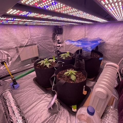 Unknown strain growlog timeline photo