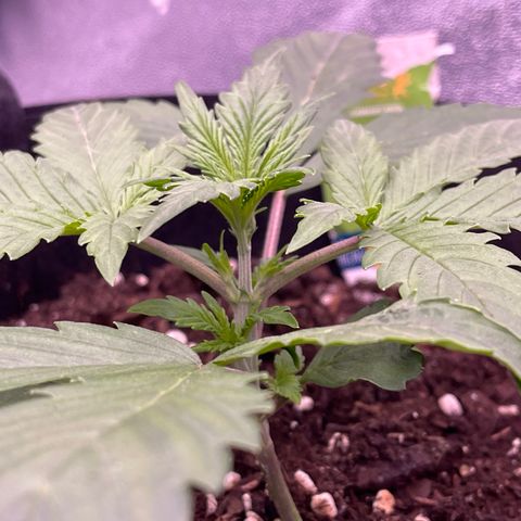 Unknown strain growlog timeline photo
