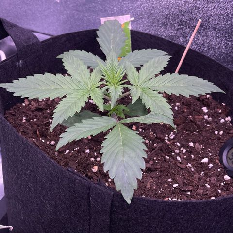 Unknown strain growlog timeline photo