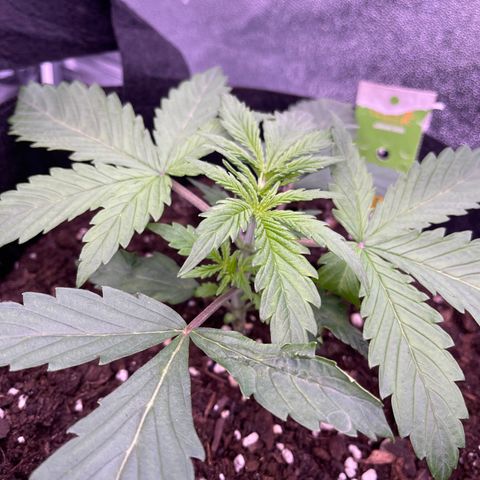 Unknown strain growlog photo: Leaf tucking 