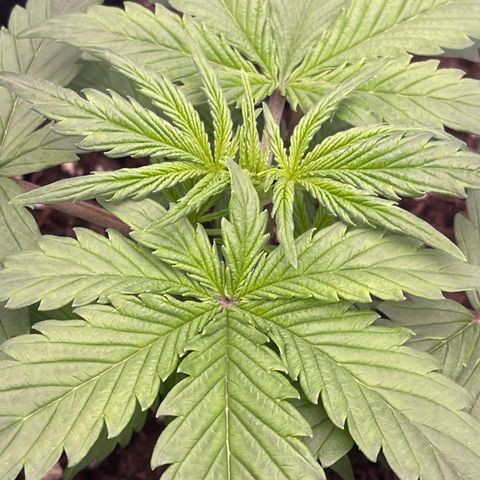 Unknown strain growlog timeline photo