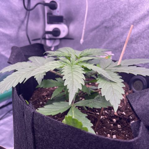Unknown strain growlog timeline photo