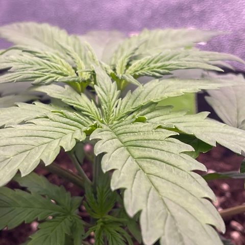 Unknown strain growlog timeline photo