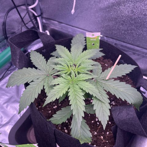 Unknown strain growlog timeline photo