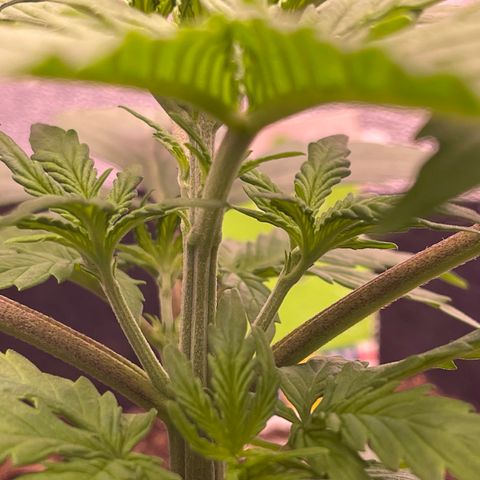 Unknown strain growlog timeline photo
