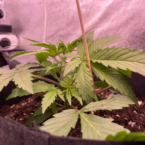 Unknown strain growlog timeline photo