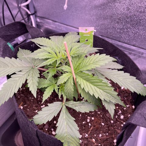 Unknown strain growlog timeline photo