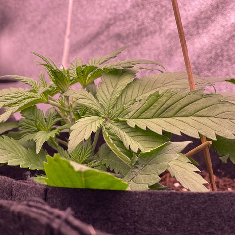 Unknown strain growlog timeline photo