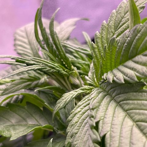 Unknown strain growlog timeline photo