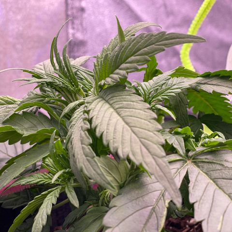 Unknown strain growlog timeline photo