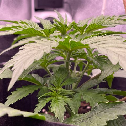 Unknown strain growlog timeline photo