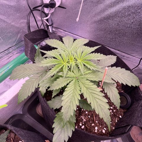 Unknown strain growlog timeline photo
