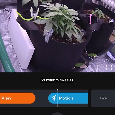 Unknown strain growlog timeline photo