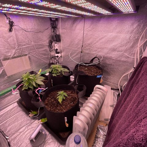 Unknown strain growlog timeline photo