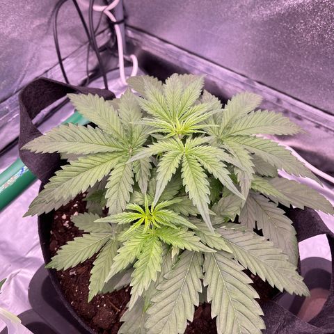 Unknown strain growlog timeline photo
