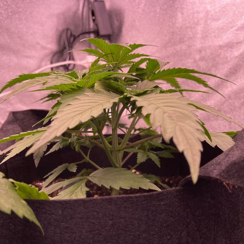 Unknown strain growlog timeline photo