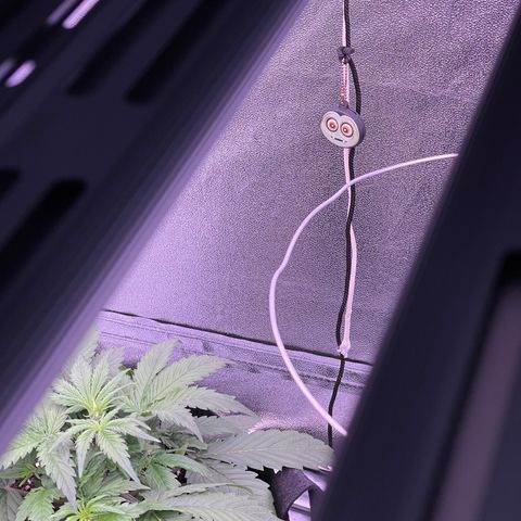 Unknown strain growlog timeline photo