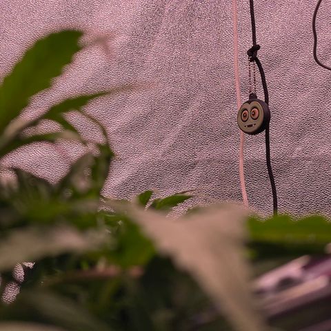Unknown strain growlog timeline photo