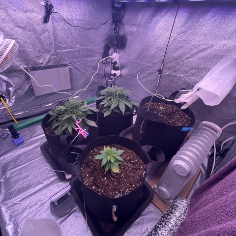 Unknown strain growlog timeline photo