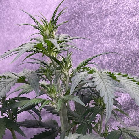 Unknown strain growlog timeline photo