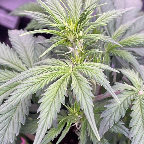 Unknown strain growlog timeline photo