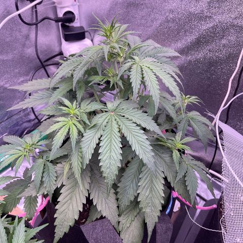 Unknown strain growlog timeline photo