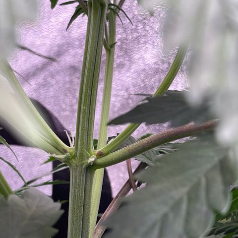 Unknown strain growlog timeline photo