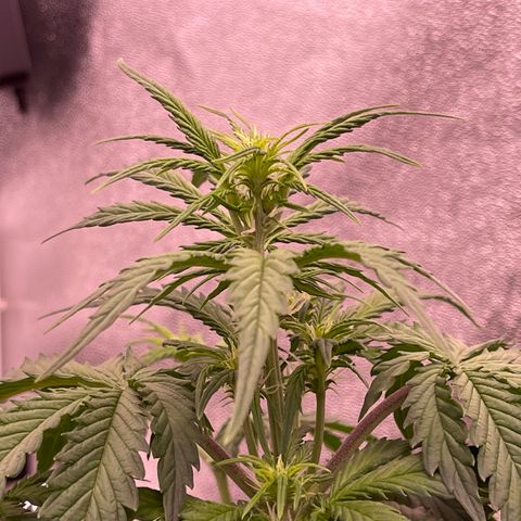 Unknown strain growlog timeline photo