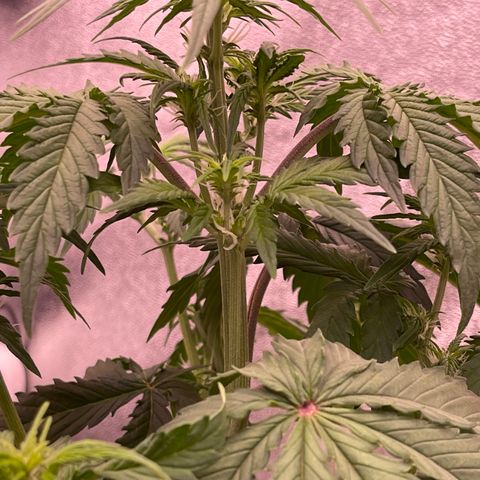 Unknown strain growlog timeline photo